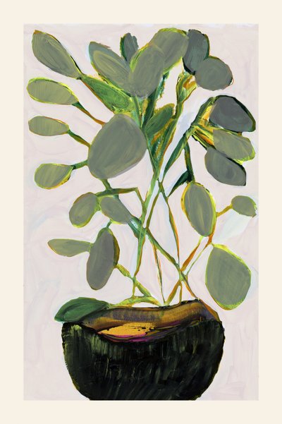 Planta de interior de follaje frondoso de cartissi