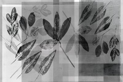 Capas botánicas monocromáticas de cartissi
