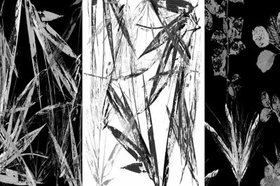 Estudio botánico en blanco y negro de cartissi