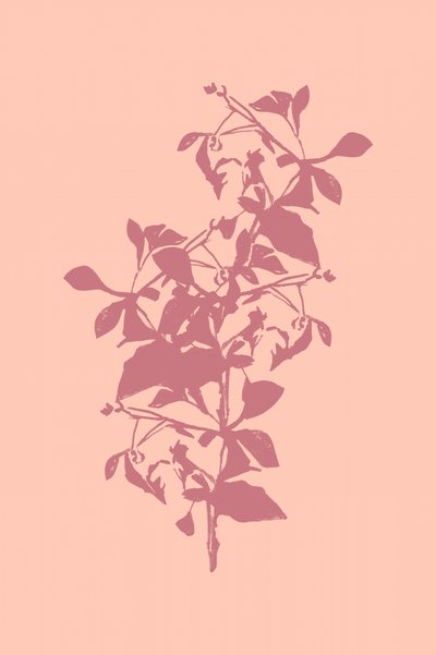 Silueta botánica rosa de cartissi