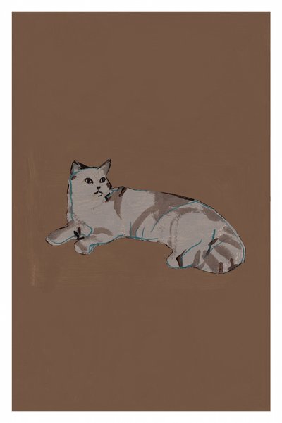 Gato gris relajado de cartissi