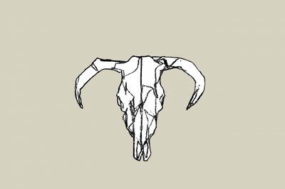 Cráneo de toro rústico de cartissi