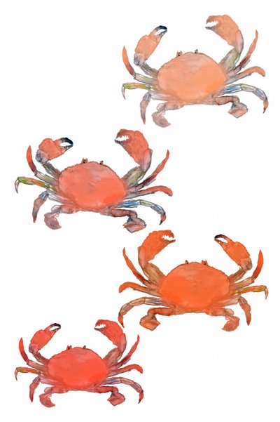 Marisco, cangrejos, acuarela de cartissi