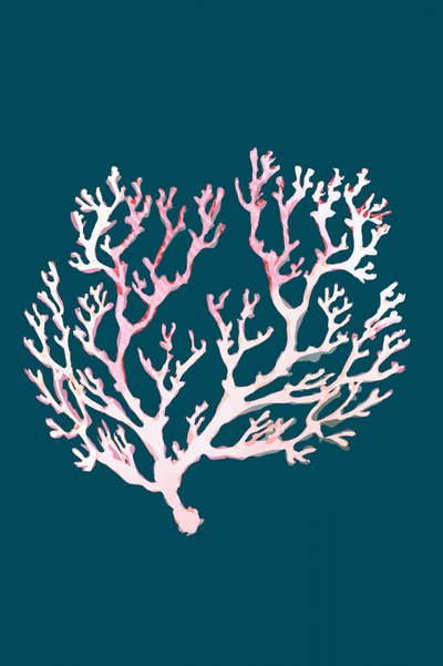 Rosa coral suave de cartissi
