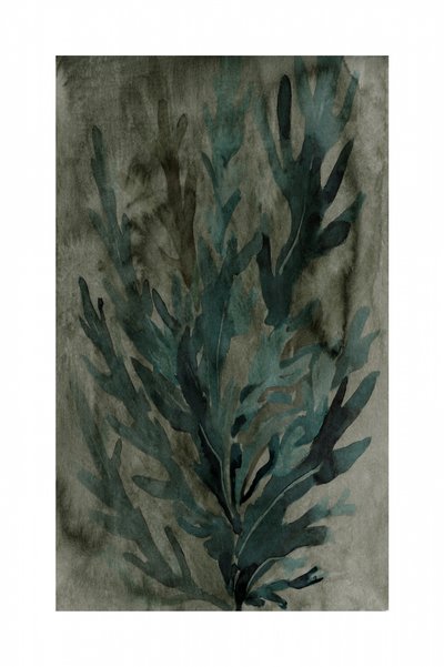 Vegetación submarina de cartissi