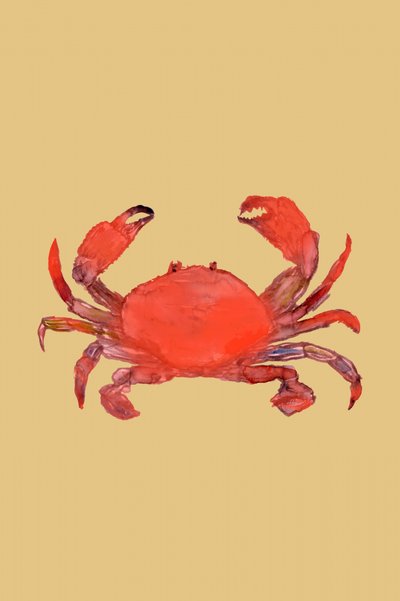 Cangrejo rojo intenso de cartissi