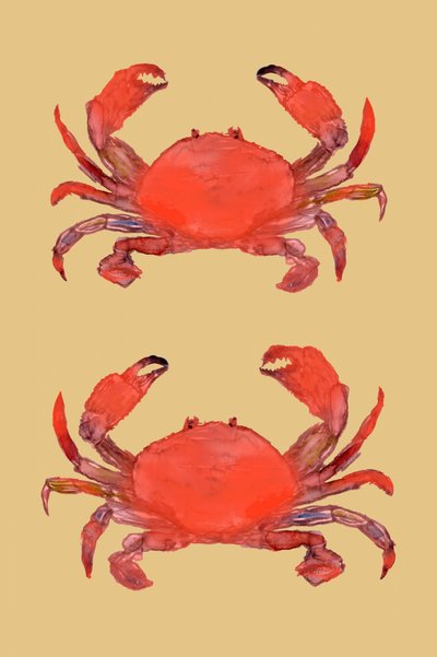 Cangrejos rojos de colores vivos de cartissi
