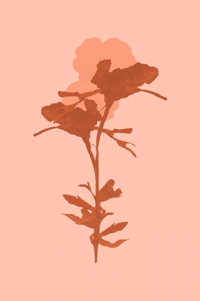 Cálida floración botánica de cartissi