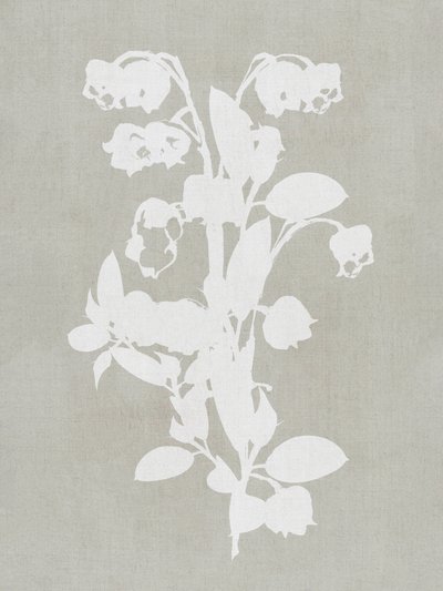Flores botánicas blancas de cartissi