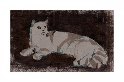 Gato blanco descansando de cartissi
