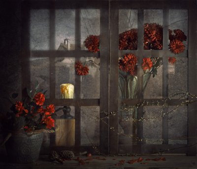 Flores de la ventana oscura de chenyi wang
