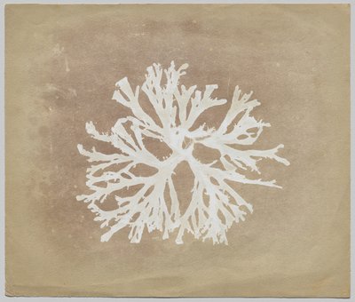 Algas de circle of William Henry Fox Talbot