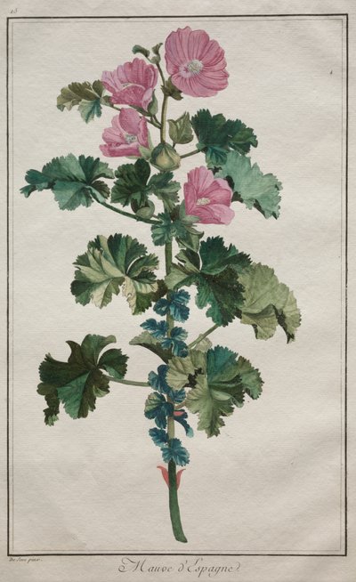 Recueil de vingtquatre plantes et fleurs: Malva de de Seve