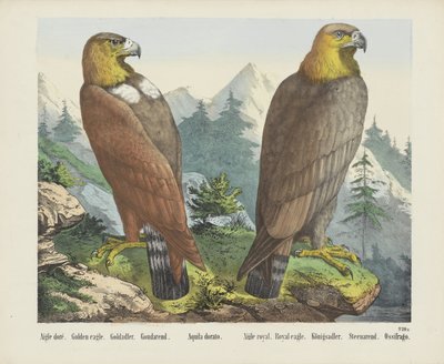 Águila doré. / Águila dorada. / Goldadler. / Goudarend. / Aquila dorado. / Águila real. / Águila real. / Königsadler. / Steenarend. / Ossifrago (título sobre objeto) de firma Joseph Scholz