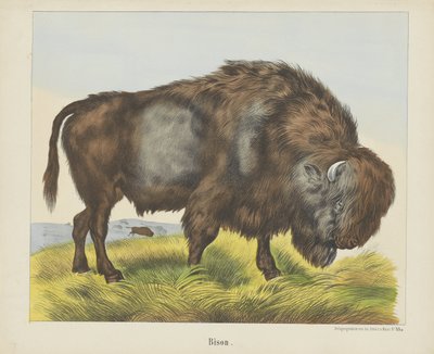 Bisonte (título en el objeto) de firma Joseph Scholz