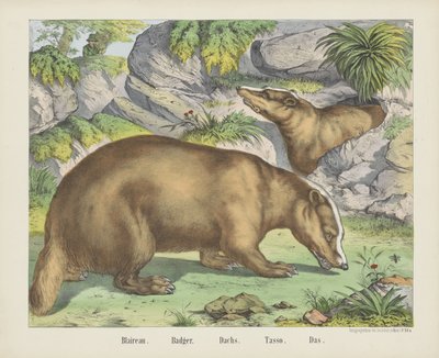 Blaireau. / Badger. / Dachs. / Tasso. / Das (título en el objeto) de firma Joseph Scholz
