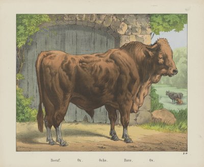 Boeuf. / Buey. / Ochs. / Arriba. / Os (título sobre el objeto) de firma Joseph Scholz
