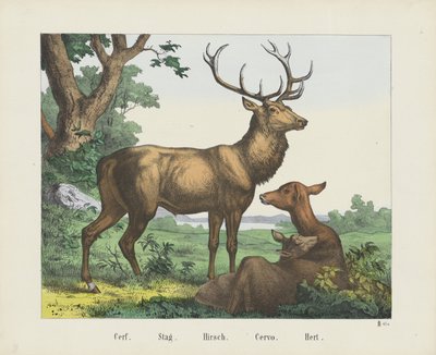 Cerf. / Ciervo. / Hirsch. / Cervo. / Hert (título sobre objeto) de firma Joseph Scholz