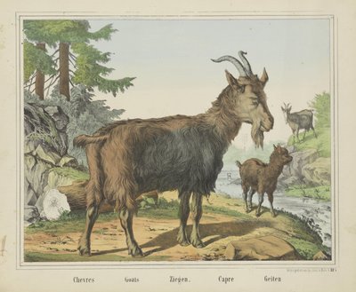 Chevres / Cabras / Ziegen. / Capre / Cabras (título en el objeto) de firma Joseph Scholz