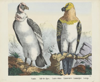 Cóndor. / Águila de los Alpes. / Corderos-buitre. / cordero buitre. / Lammergier / Avolrajo (título sobre objeto) de firma Joseph Scholz