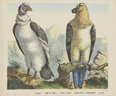 Cóndor. / Águila de los Alpes. / Corderos-buitre. / cordero buitre. / Lammergier / Avolrajo (título sobre objeto) de firma Joseph Scholz
