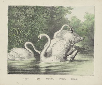 Cisnes. / cigarrillos. / Cisnes. / Cisnes. / Zwanen (título sobre objeto) de firma Joseph Scholz
