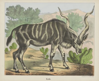Kudu (título sobre objeto) de firma Joseph Scholz