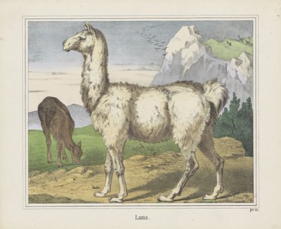Lama (título sobre objeto) de firma Joseph Scholz