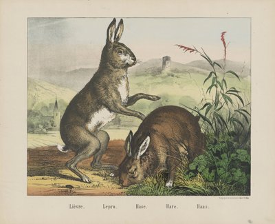 La liebre. / Lepra. / No es. / Liebre. / Haas (título sobre objeto) de firma Joseph Scholz