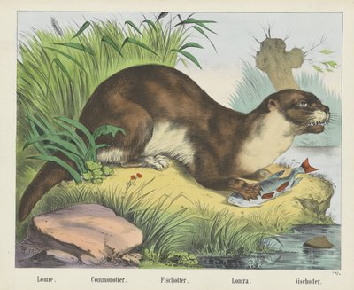Loutre. / Commonotter. / Fischotter. / Lontra. / Nutria de pescado (título en el objeto) de firma Joseph Scholz