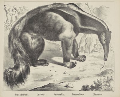 Ours à fourmis. / Ant-bear. / Ameisenbär. / Formicoleone. / Miereneter (título en el objeto) de firma Joseph Scholz