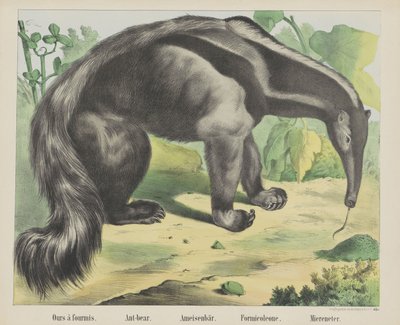 Ours à fourmis. / Ant-bear. / Ameisenbär. / Formicoleone. / Miereneter (título en el objeto) de firma Joseph Scholz