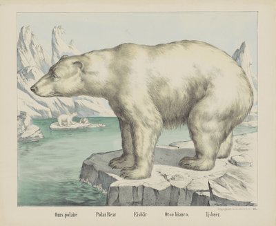 Ours polaire / Polar bear / Eisbär / Orso bianco. / Ijsbeer (título en el objeto) de firma Joseph Scholz
