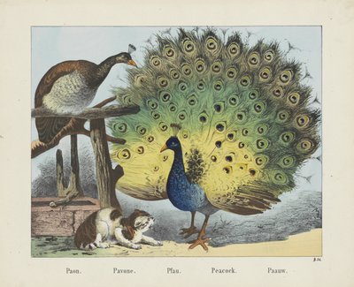 Paón. / Pavón. / Pfau. / pavo real. / Paauw (título sobre objeto) de firma Joseph Scholz