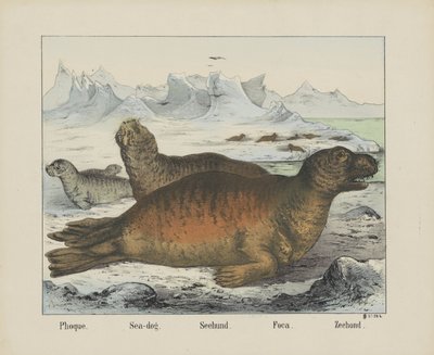 Foco. / Foca. / Seehund. / Foco. / Sello (título sobre el objeto) de firma Joseph Scholz
