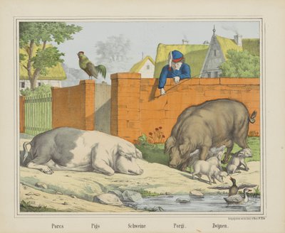 Cerdos / Cerdos / Schweine / Porgi. / Jabalíes (título sobre objeto) de firma Joseph Scholz