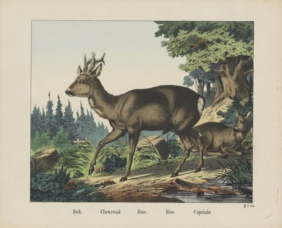Reh. / Chevreuil. / hueva. /Ree. / Capriulo (título sobre objeto) de firma Joseph Scholz