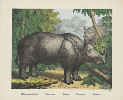 Rinoceronte indicus. / Rinoceronte. / Nashorn. / Rinoceronte. / Neushoren (título sobre objeto) de firma Joseph Scholz