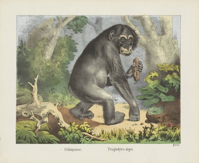 Schimpanse. / Troglodytes niger (título en el objeto) de firma Joseph Scholz