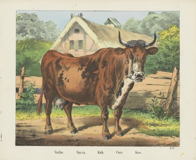 Vache. / Vacca. / Kuh. / Vaca. / Koe (título sobre objeto) de firma Joseph Scholz