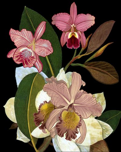  de giovanna nicolo