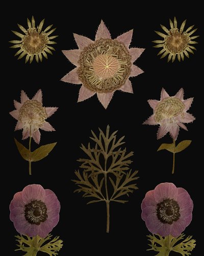  de giovanna nicolo