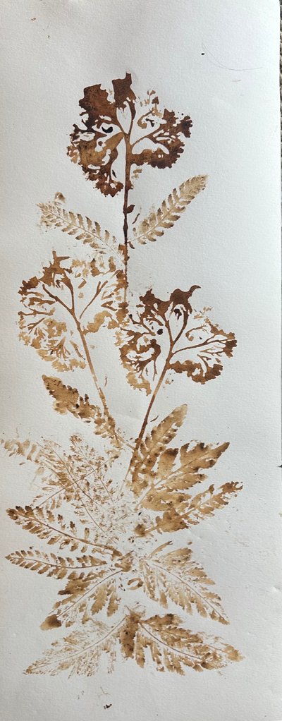 Milenrama, 2025 (tinta de nuez sobre papel) de jocasta shakespeare