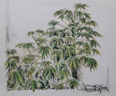 Planta de Yuca de miguelmendez_art.ve