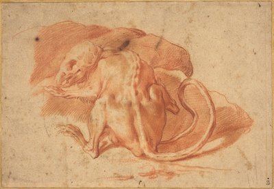 Una rata parcialmente desollada de possibly Florentine or Roman Italian 16th