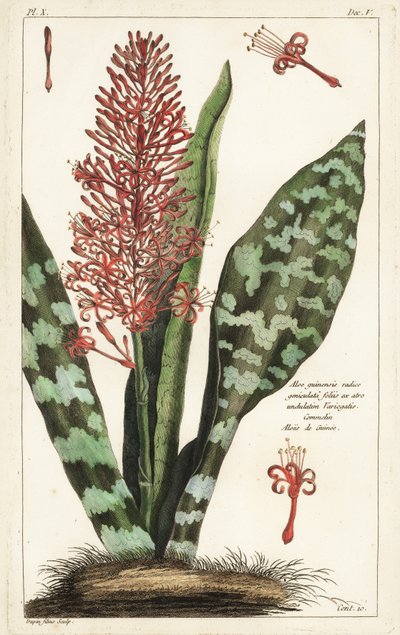 Cáñamo africano, Sansevieria hyacinthoides de the Younger Dupin