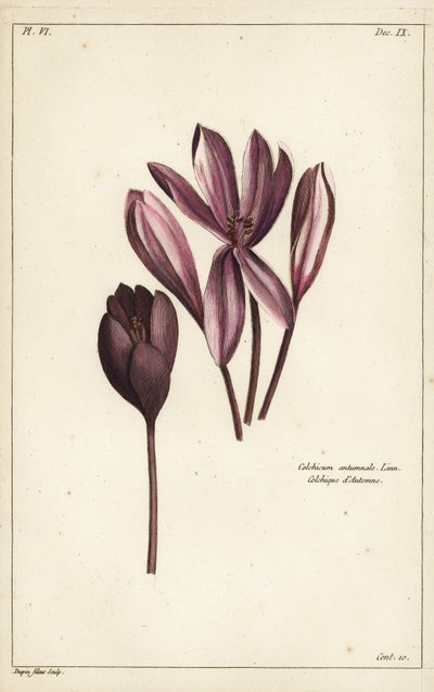 Crocus de otoño, azafrán de pradera o damas desnudas, Colchicum autumnale, Linn de the Younger Dupin