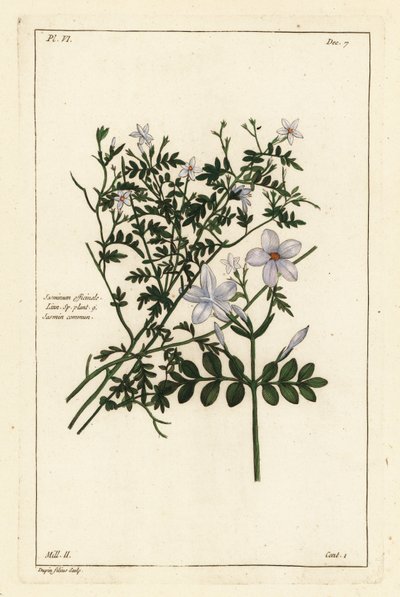 Jazmín común, Jasminum officinale, Linn de the Younger Dupin