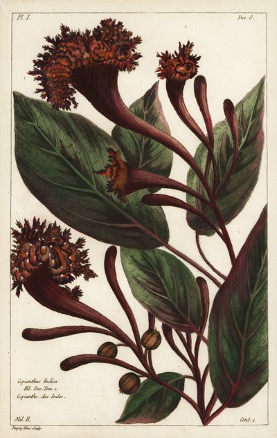 Arbusto cornucopiano, Copianthus indica, Hil de the Younger Dupin
