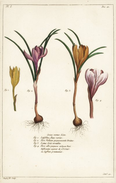 Diferentes especies de azafrán de primavera, Crocus vernus, Linn de the Younger Dupin